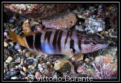 Serranus Scriba by Vittorio Durante 